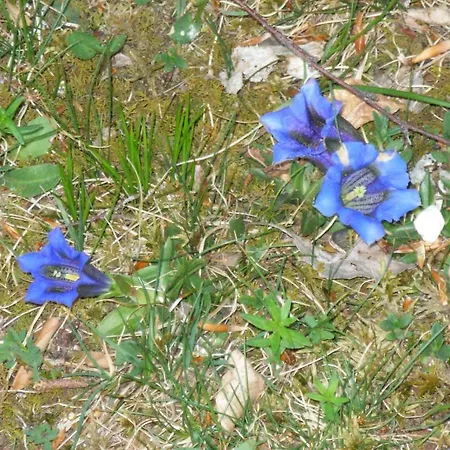 Nyaraló House Kaja Mojstrana