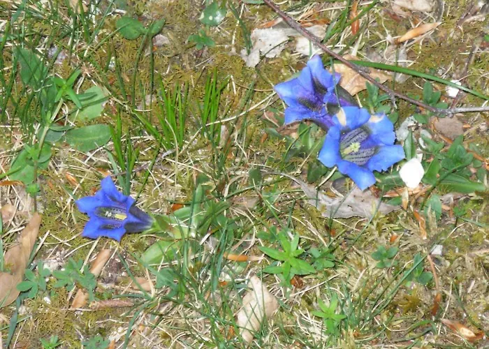 Casa vacanze House Kaja Mojstrana